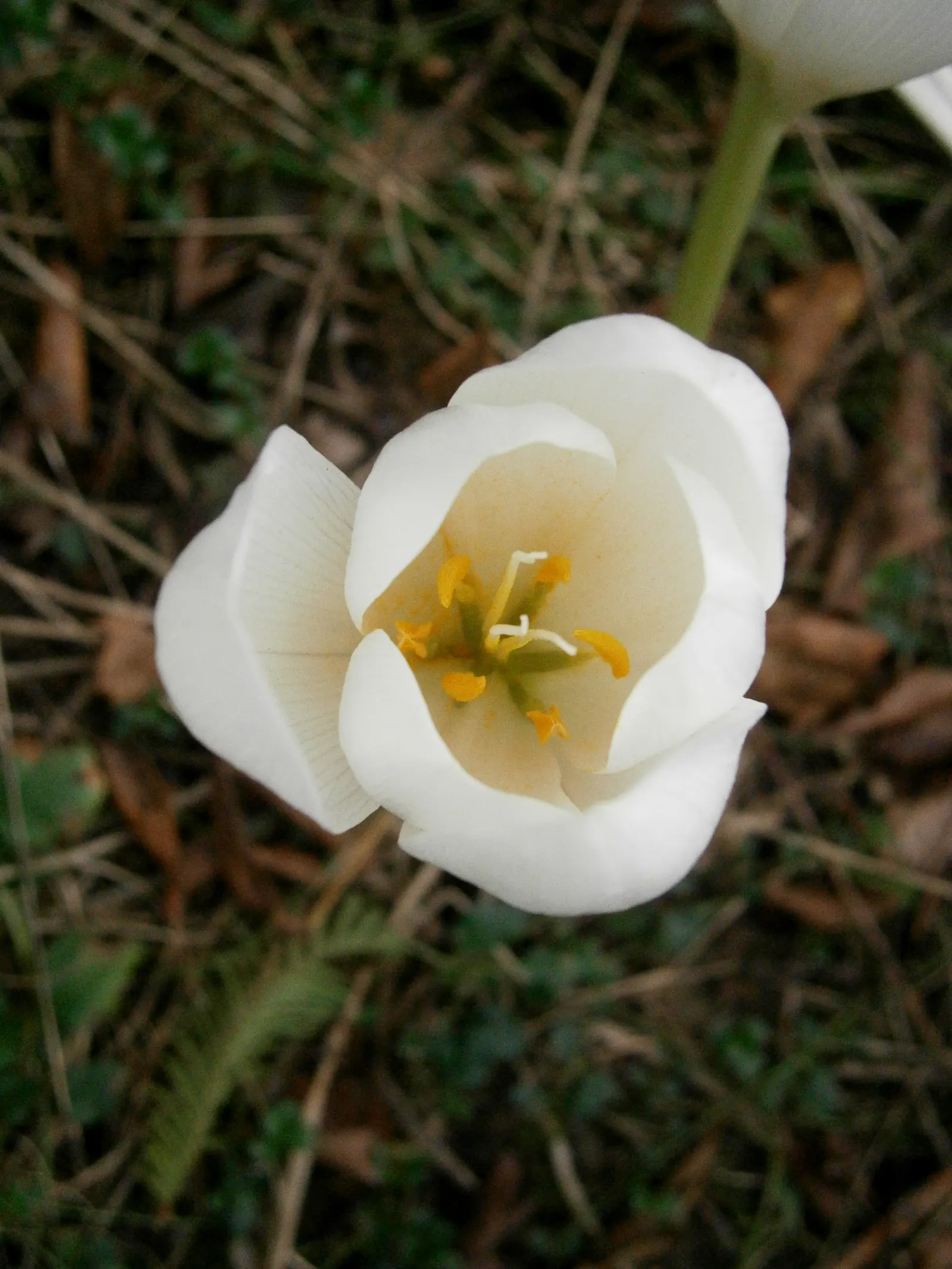 Meadow Saffron (Colchicum Speciosum) — Meadow Saffron (Colchicum speciosum) is a striking fall-blooming perennial