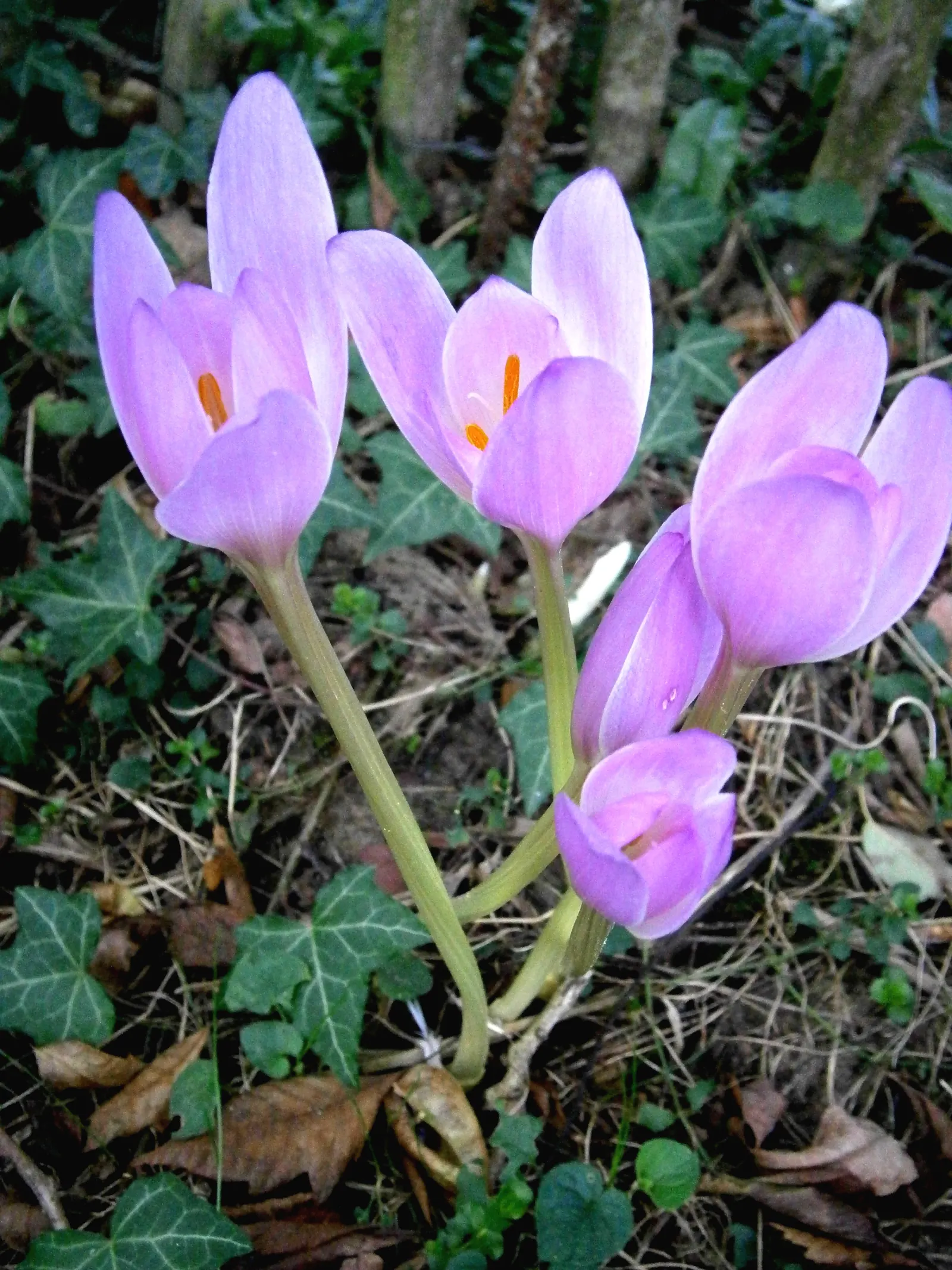 Meadow Saffron (Colchicum Speciosum) — while its foliage appears in spring; ideal for naturalizing in grassy areas or planting in borders and rock, image 130