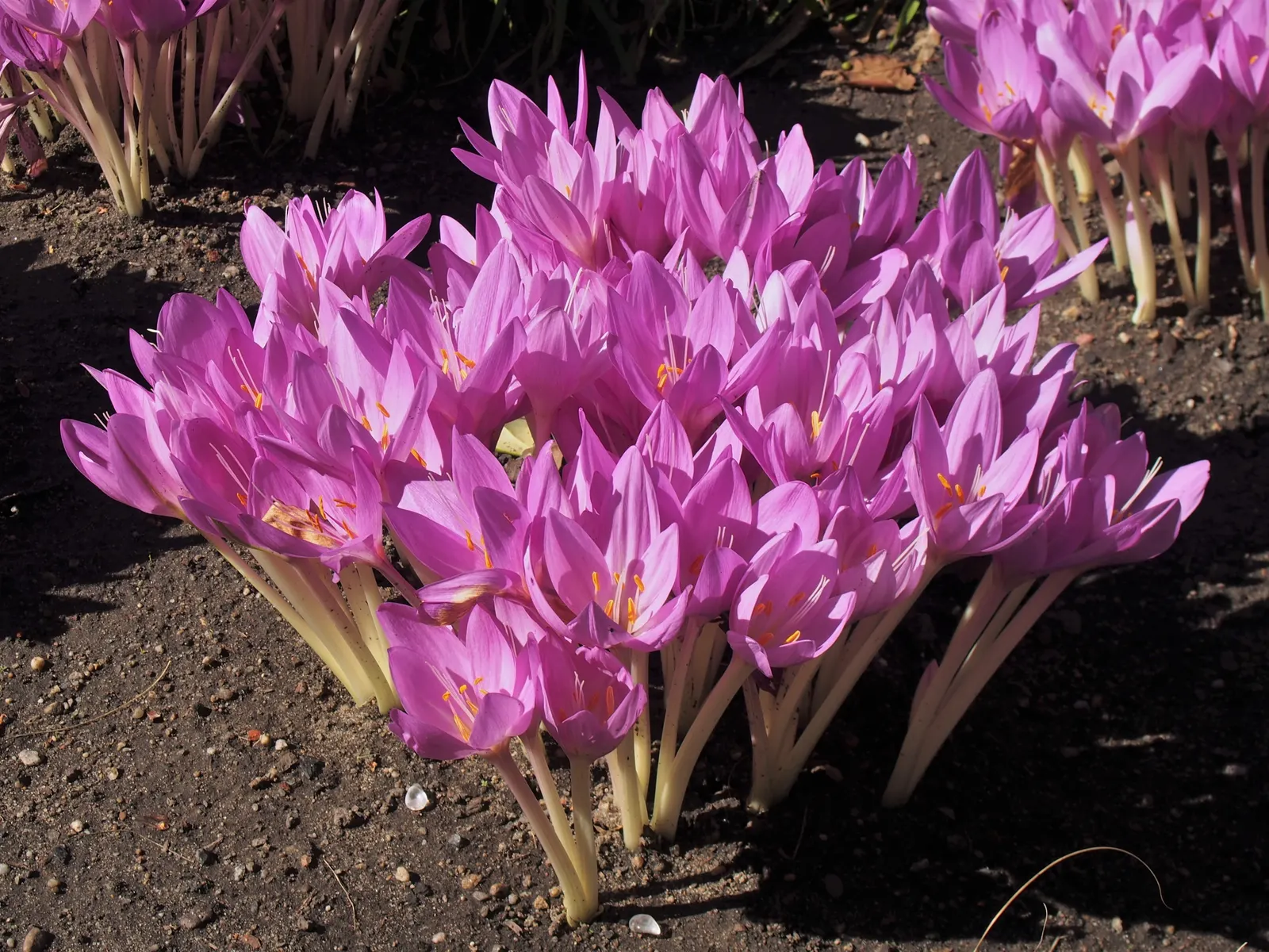 Meadow Saffron (Colchicum Speciosum) — so it should be sited away from children and pets.<br><br>To encourage a healthy display; meadow Saffron, image 82