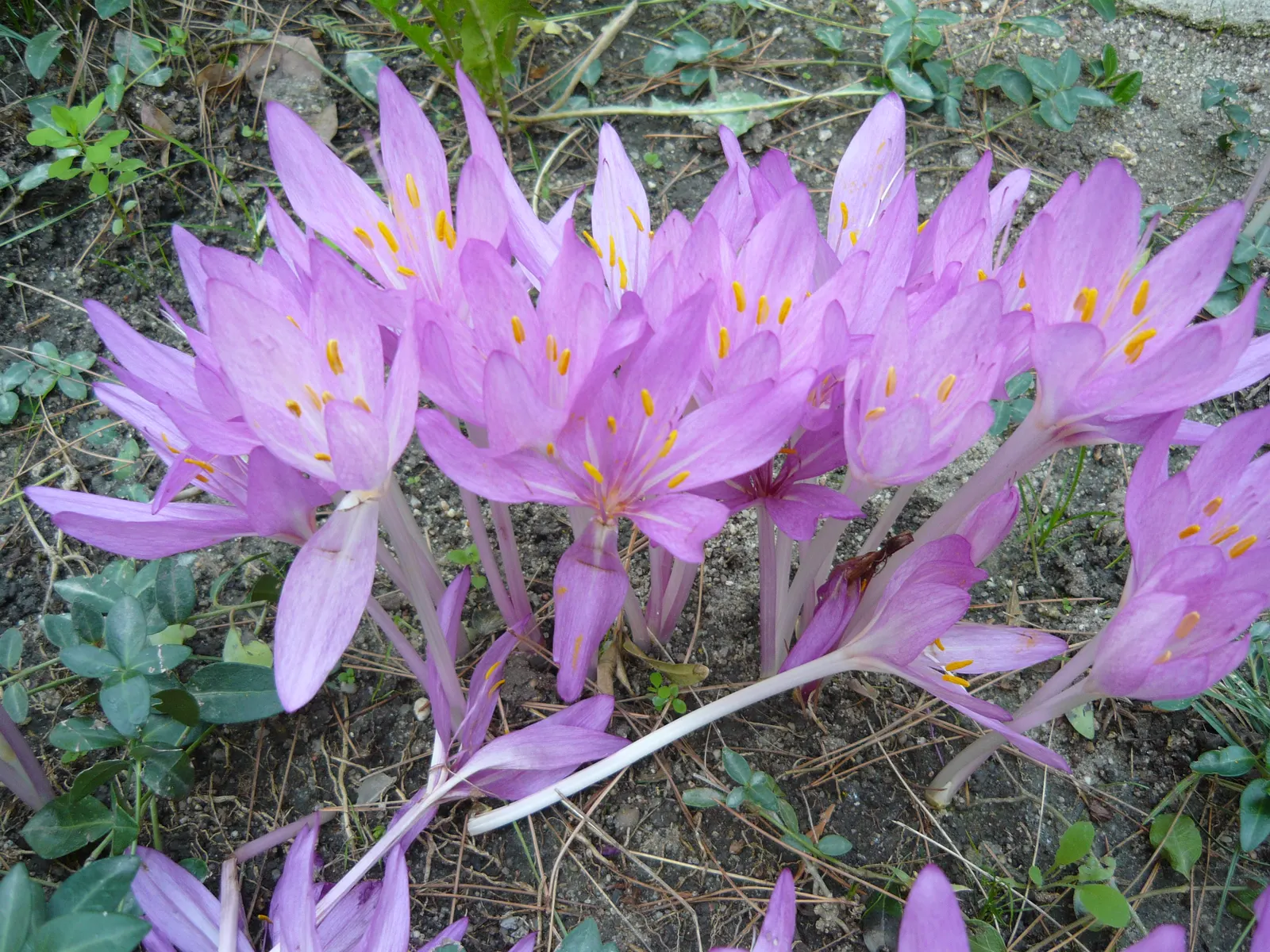 Meadow Saffron (Colchicum Speciosum) — When incorporating Meadow Saffron in a landscape design, consider planting in clusters for maximum impact, image 80