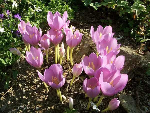 Meadow Saffron (Colchicum Speciosum) — presenting a bold statement in the fall garden; appearing before its strappy green leaves in spring, image 108