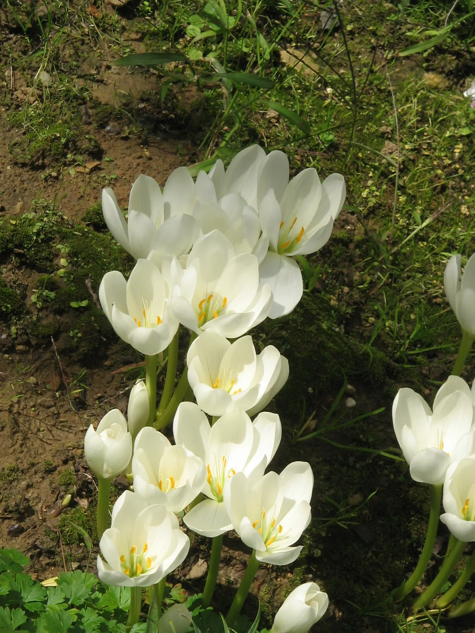 Meadow Saffron (Colchicum Speciosum) — bulb with purple blooms; when incorporating Meadow Saffron in a landscape design, consider planting in, image 89