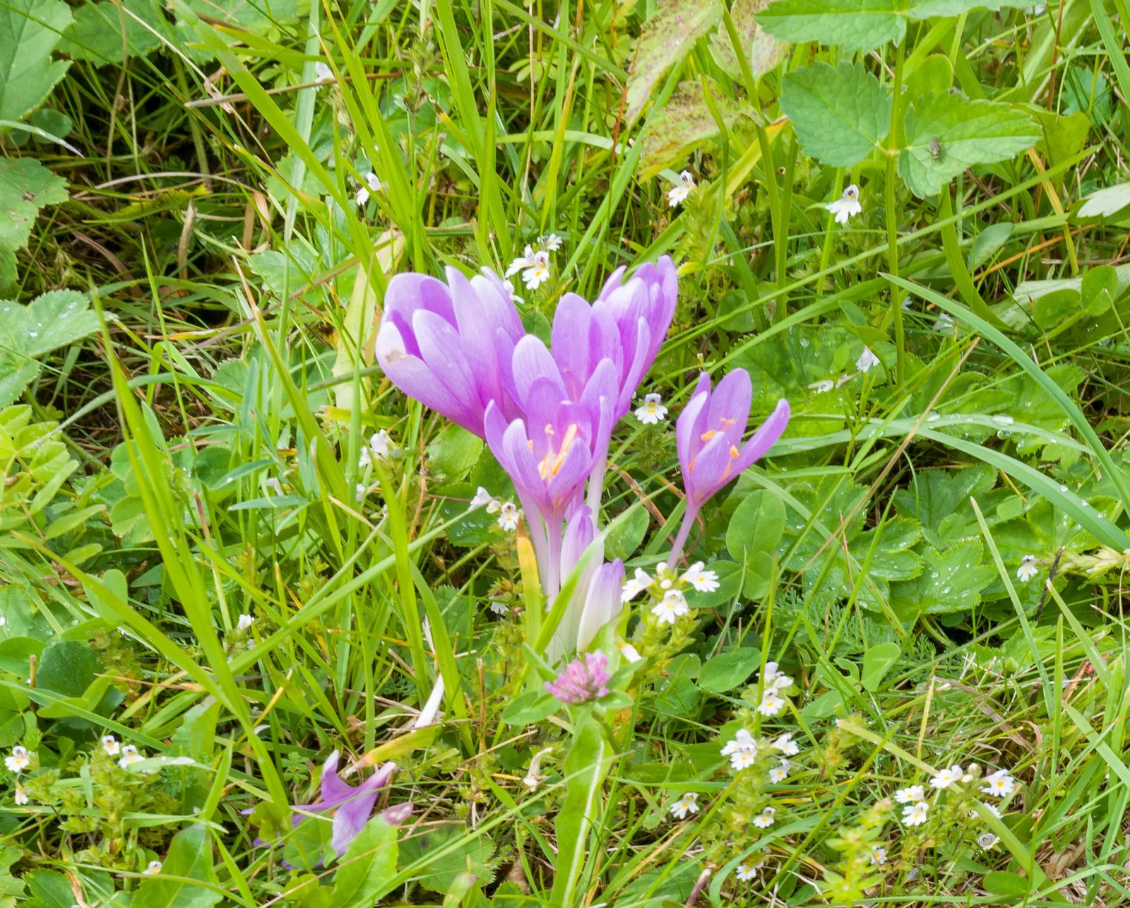 Meadow Saffron (Colchicum Speciosum) — Caution: all plant parts are toxic