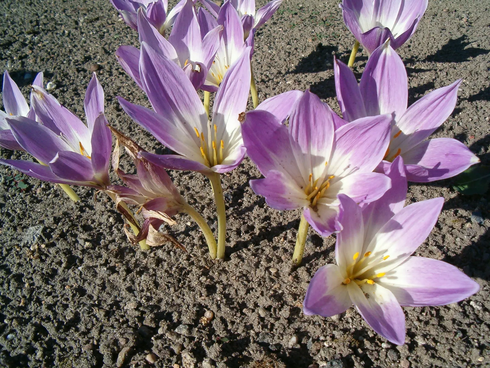 Meadow Saffron (Colchicum Speciosum) — appearing before its strappy green leaves in spring; presenting a bold statement in the fall garden, image 123