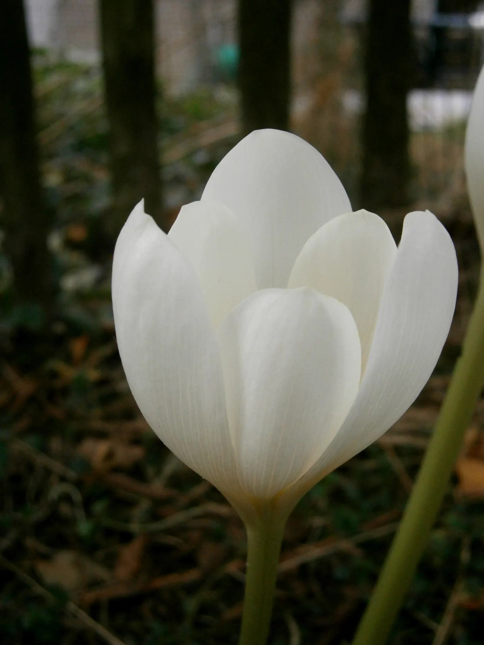 Meadow Saffron (Colchicum Speciosum) — especially during dry spells; it thrives in USDA hardiness zones 4 through 8 and performs best in full sun, image 84