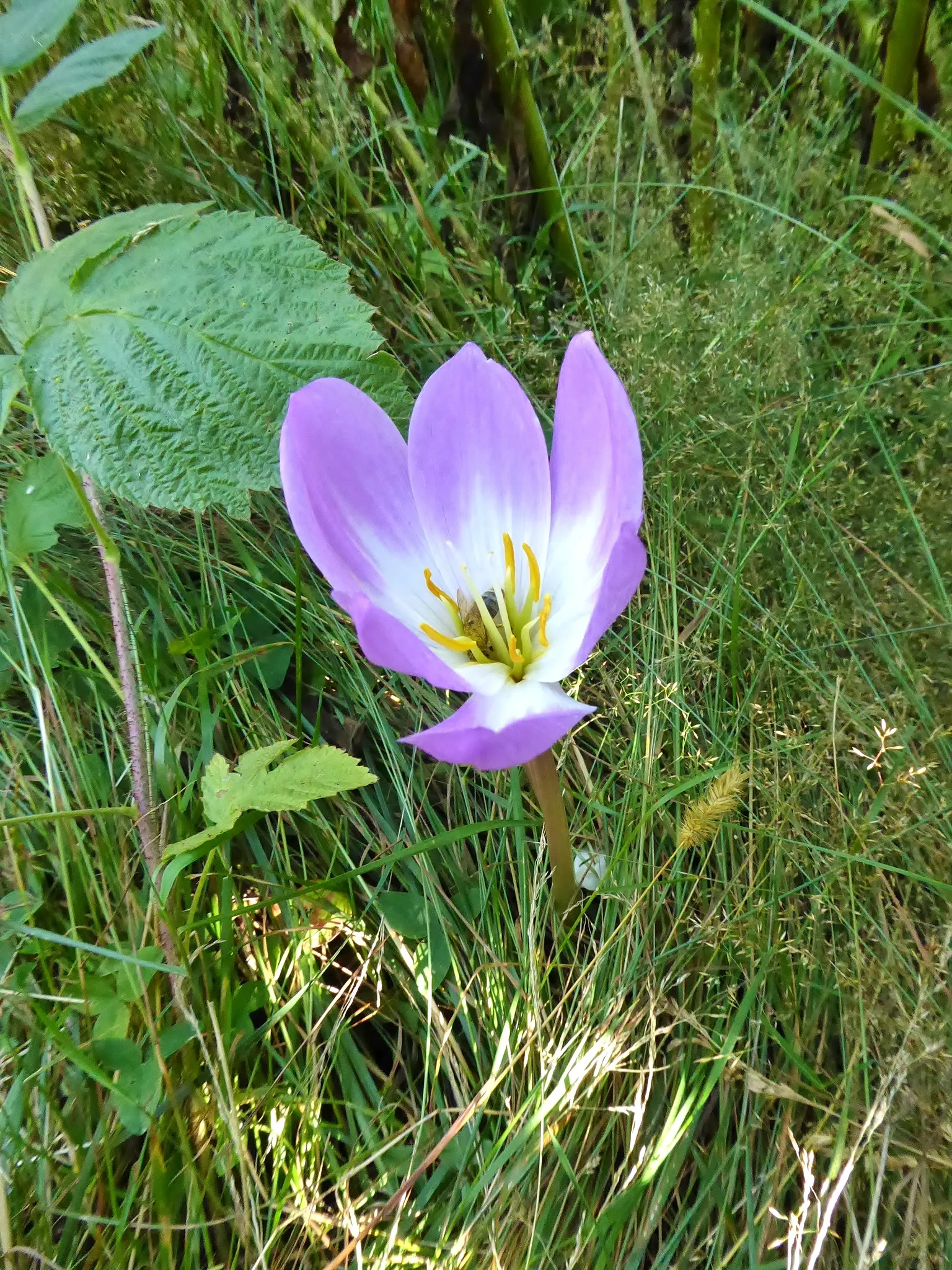 Meadow Saffron (Colchicum Speciosum) — this captivating plant is commonly known for its crocus-like flowers that emerge in fall; bulb for full or, image 129