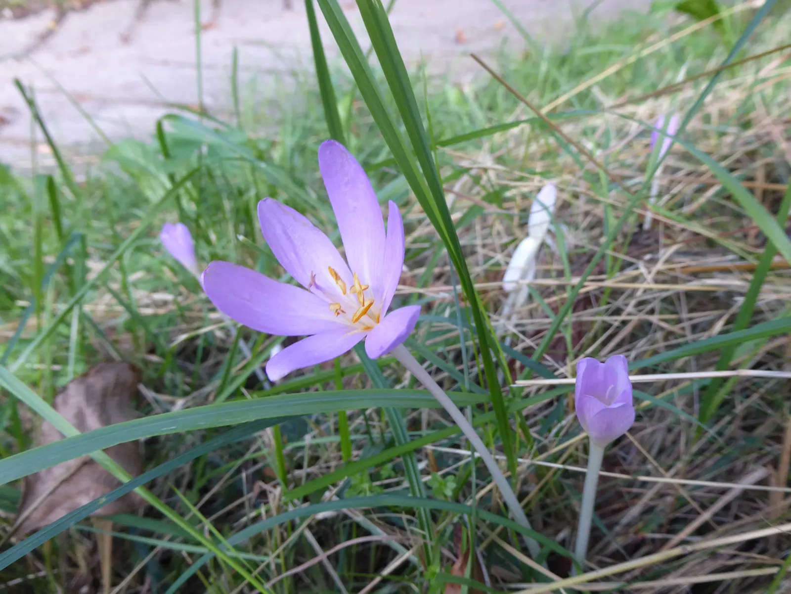 Meadow Saffron (Colchicum Speciosum) — Its autumnal blooms add a unique splash of late-season color; this captivating plant is commonly known for, image 126