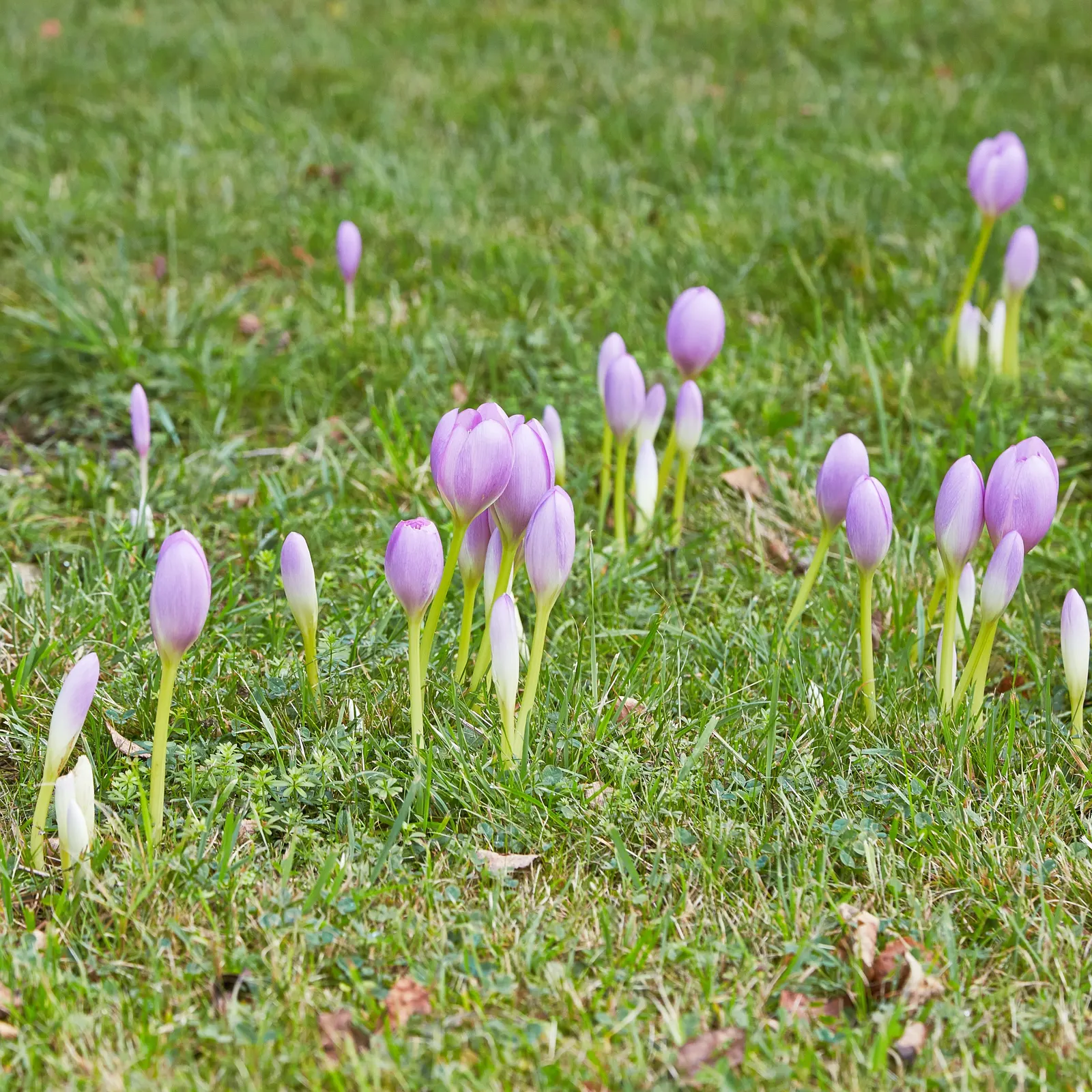 Meadow Saffron (Colchicum Speciosum) — the Meadow Saffron appreciates well-drained