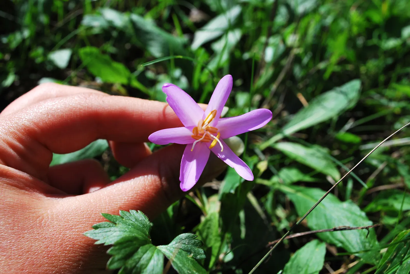 Meadow Saffron (Colchicum Speciosum) — bulb for full or half; offering a delightful surprise when much of the landscape is preparing for the quiet, image 90