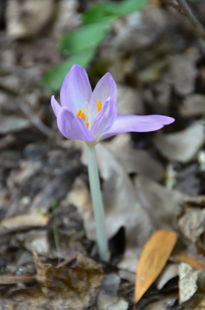 Meadow Saffron (Colchicum Speciosum) — offering a delightful surprise when much of the landscape is preparing for the quiet of winter; its autumnal, image 147