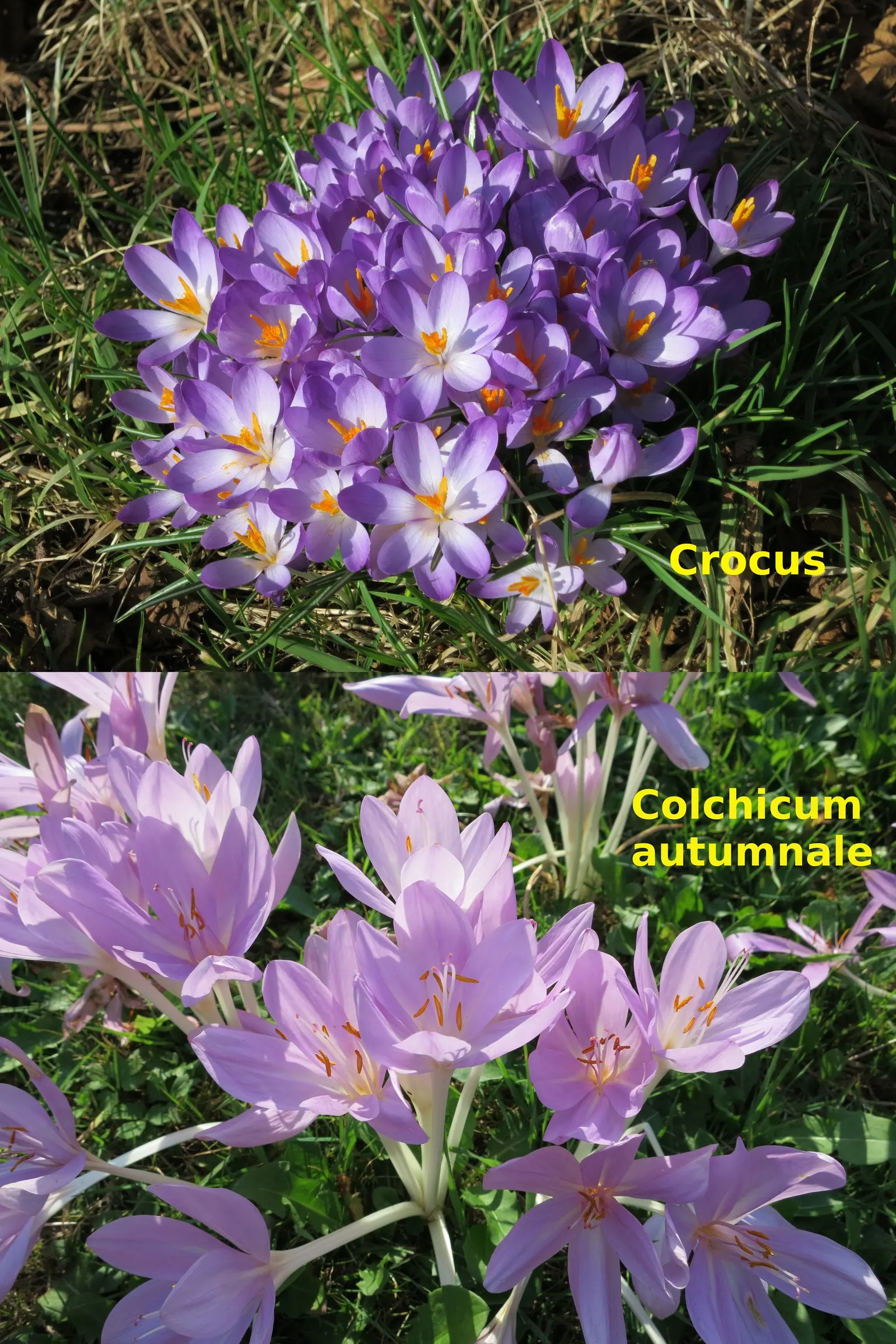 Meadow Saffron (Colchicum Speciosum) — Colchicum speciosum can be a stunning and resilient addition to any garden