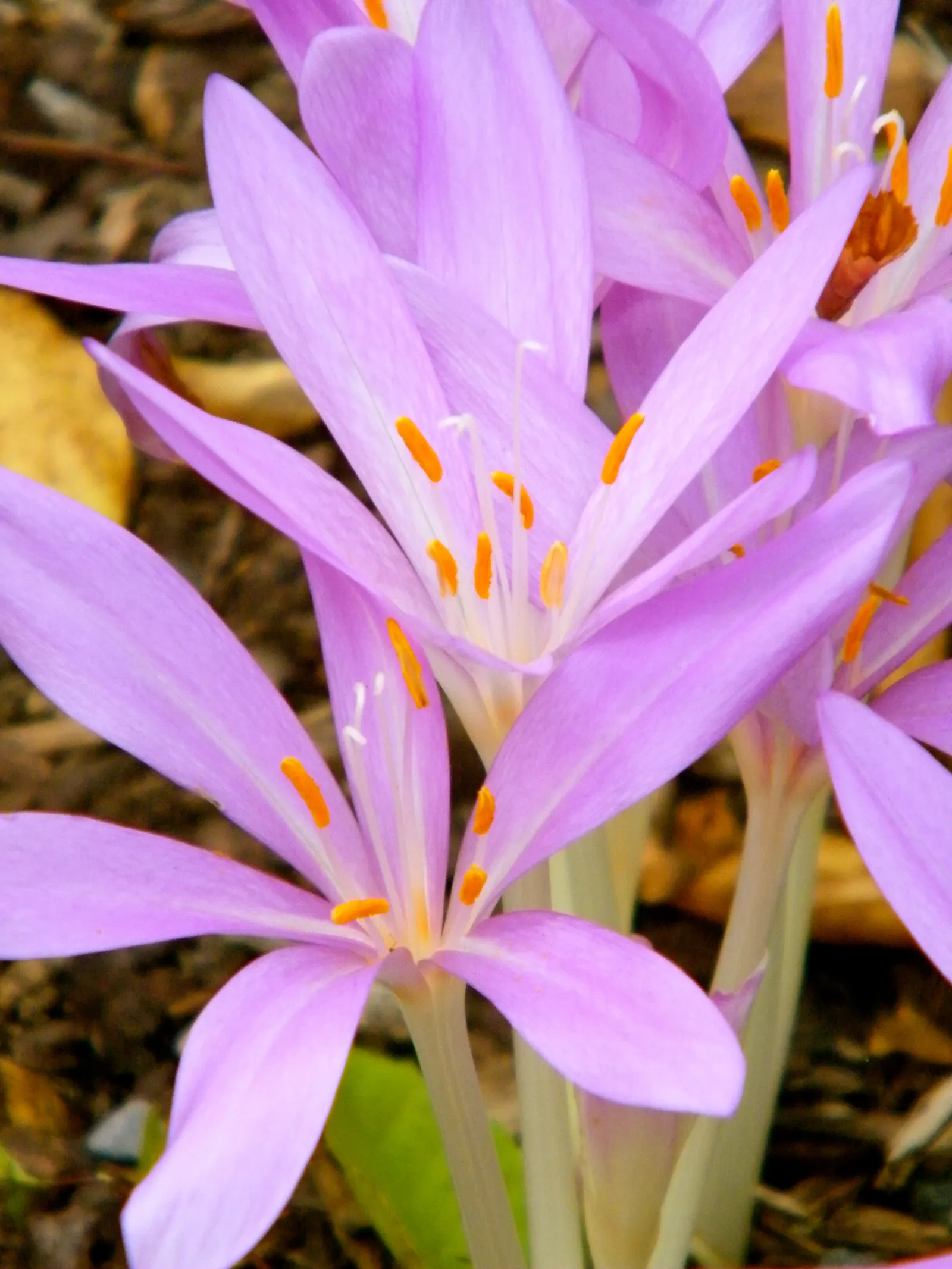 Meadow Saffron (Colchicum Speciosum) — This makes it perfect for garden borders or naturalizing in grassy areas; when most other plants are fading, image 76