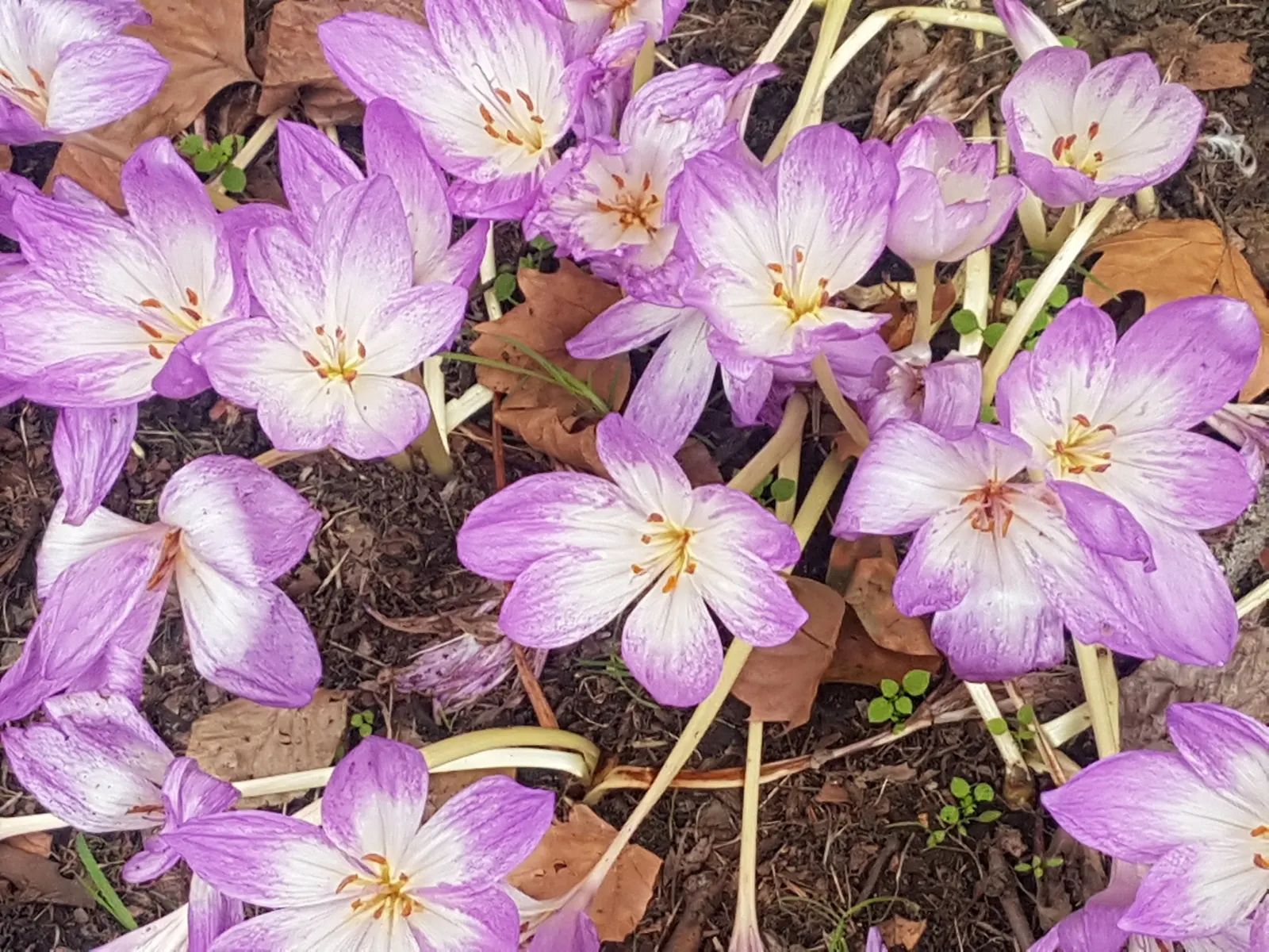 Meadow Saffron (Colchicum Speciosum) — ensure adequate moisture during the growing season; a member of the Colchicaceae family