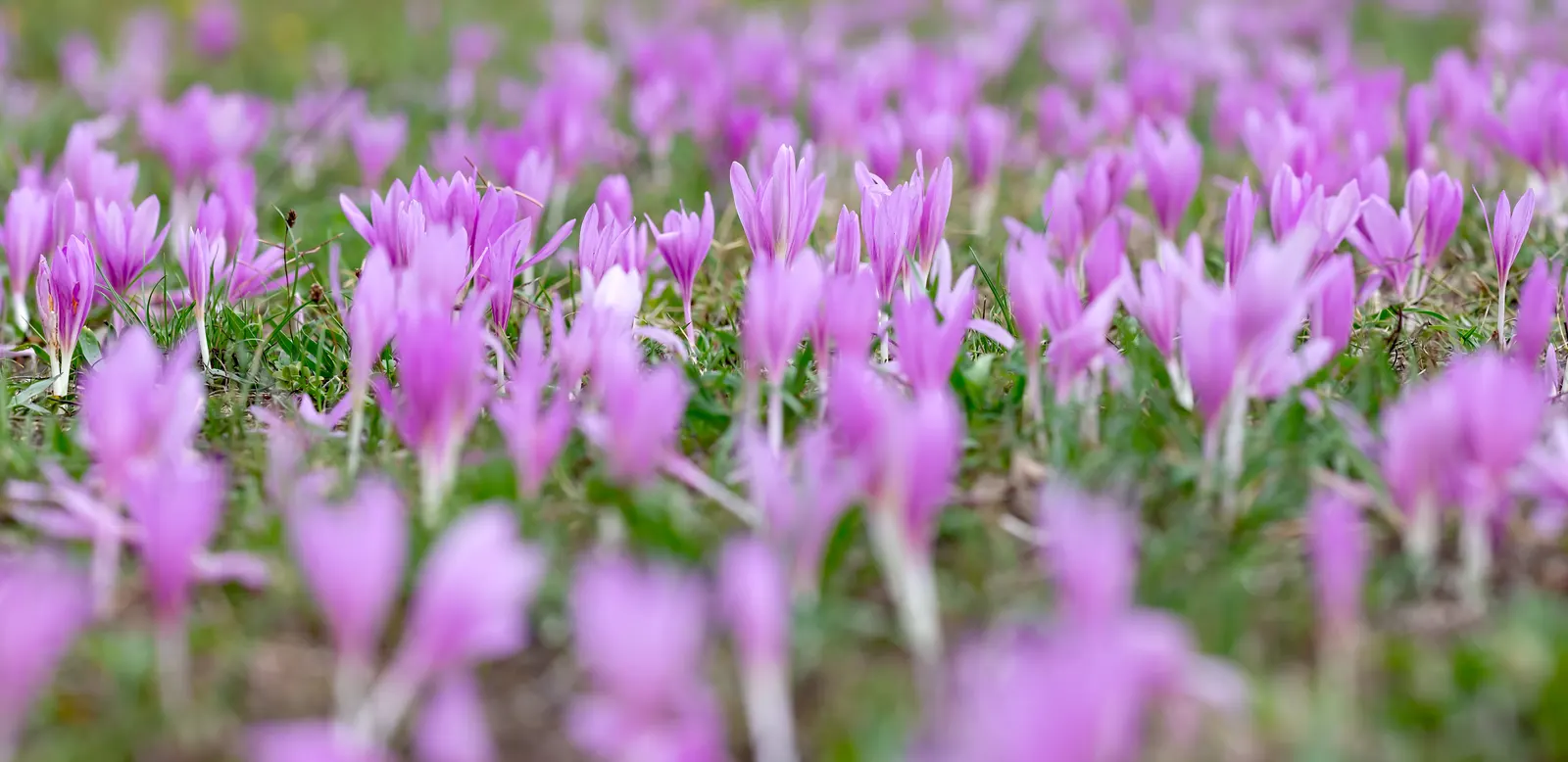 Meadow Saffron (Colchicum Speciosum) — so it should be sited away from children and pets.<br><br>To encourage a healthy display; meadow Saffron (Colchicum