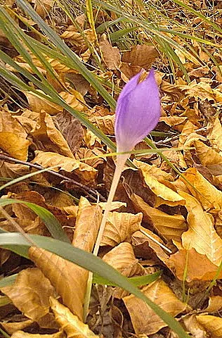 Meadow Saffron (Colchicum Speciosum) — cup-shaped flowers can reach up to 4 inches in height; colchicum speciosum can be a stunning and resilient, image 107