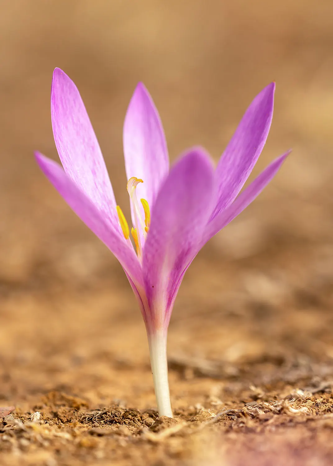 Meadow Saffron (Colchicum Speciosum) — Its autumnal blooms add a unique splash of late-season color; this captivating plant is commonly known for its