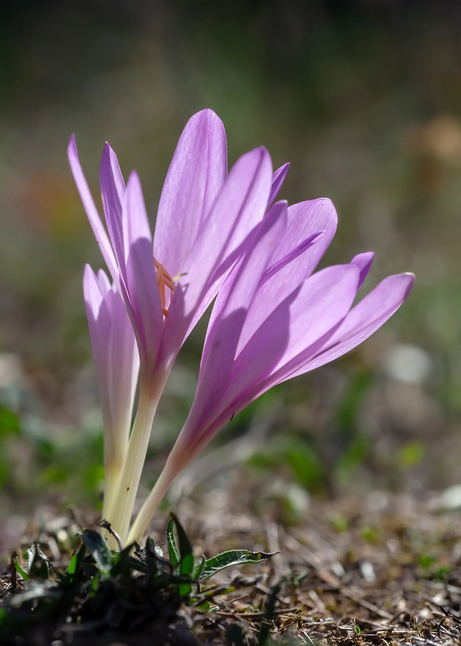 Meadow Saffron (Colchicum Speciosum) — This makes it perfect for garden borders or naturalizing in grassy areas; when most other plants are fading