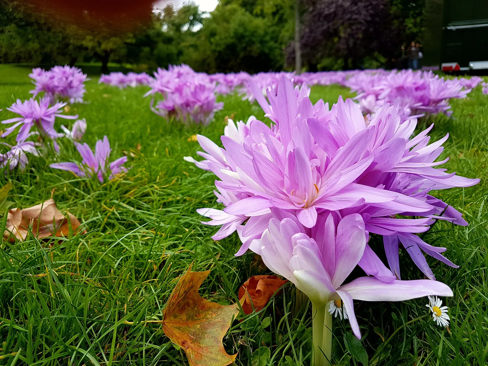 Meadow Saffron (Colchicum Speciosum) — while its foliage appears in spring