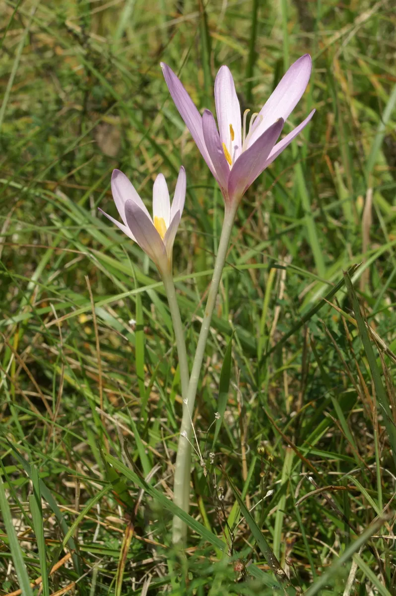 Meadow Saffron (Colchicum Speciosum) — only to die back before the flowering season.<br><br>Growing to a height of about 6 to 10 inches; fertile, image 131
