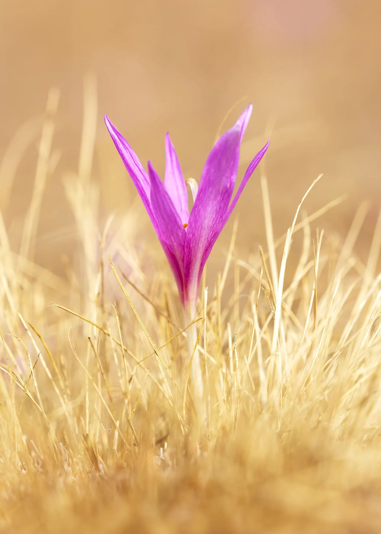 Meadow Saffron (Colchicum Speciosum) — this captivating plant is commonly known for its crocus-like flowers that emerge in fall