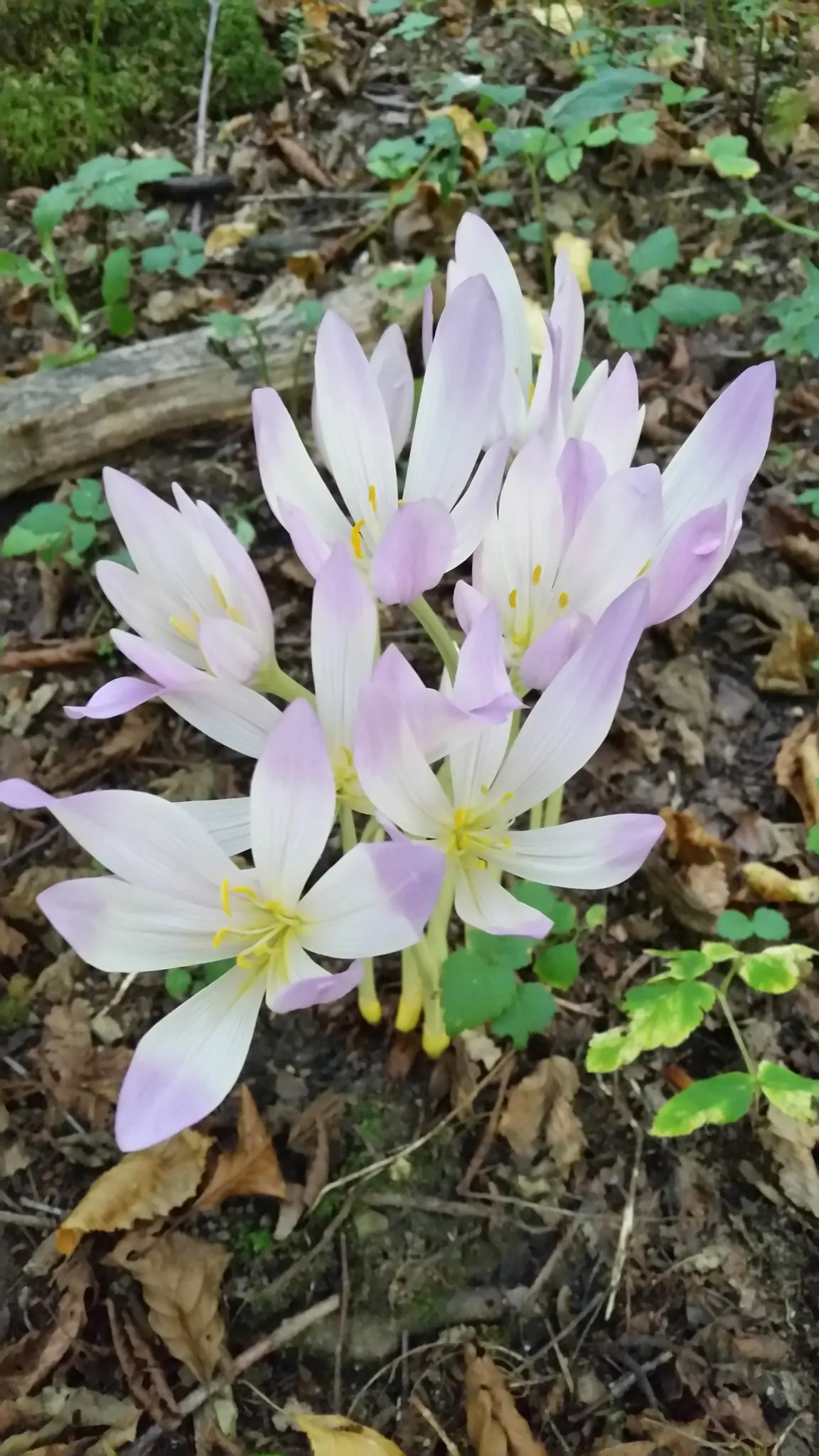 Meadow Saffron (Colchicum Speciosum) — ideal for naturalizing in grassy areas or planting in borders and rock gardens