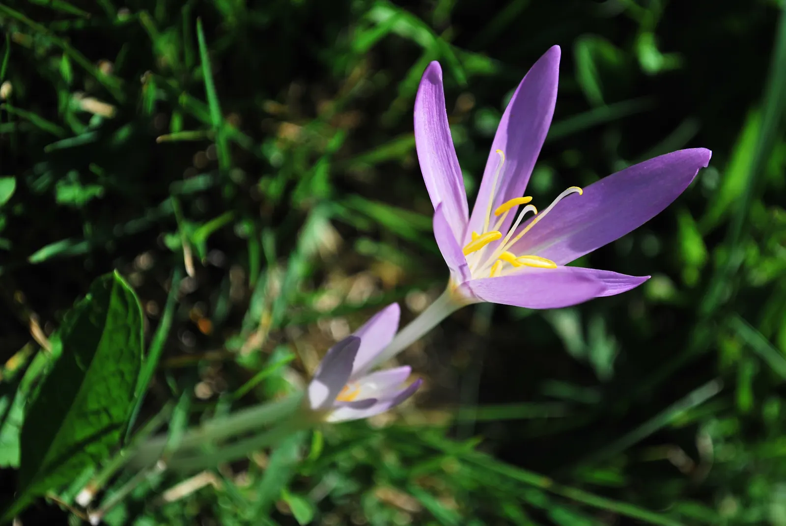 Meadow Saffron (Colchicum Speciosum) — purple flowers in the garden; the Meadow Saffron appreciates well-drained, image 148