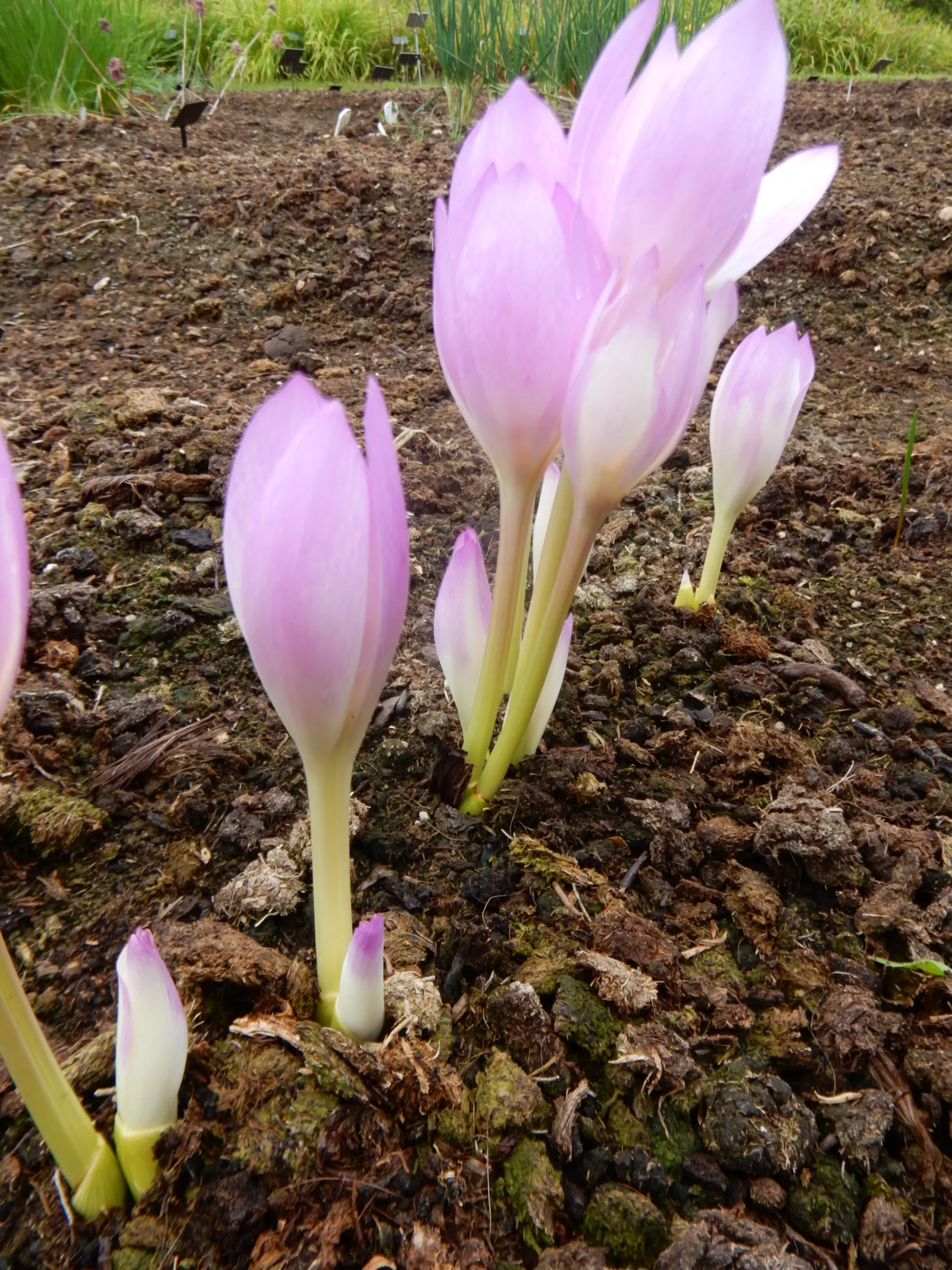 Meadow Saffron (Colchicum Speciosum) — ensure adequate moisture during the growing season; a member of the Colchicaceae family, image 83