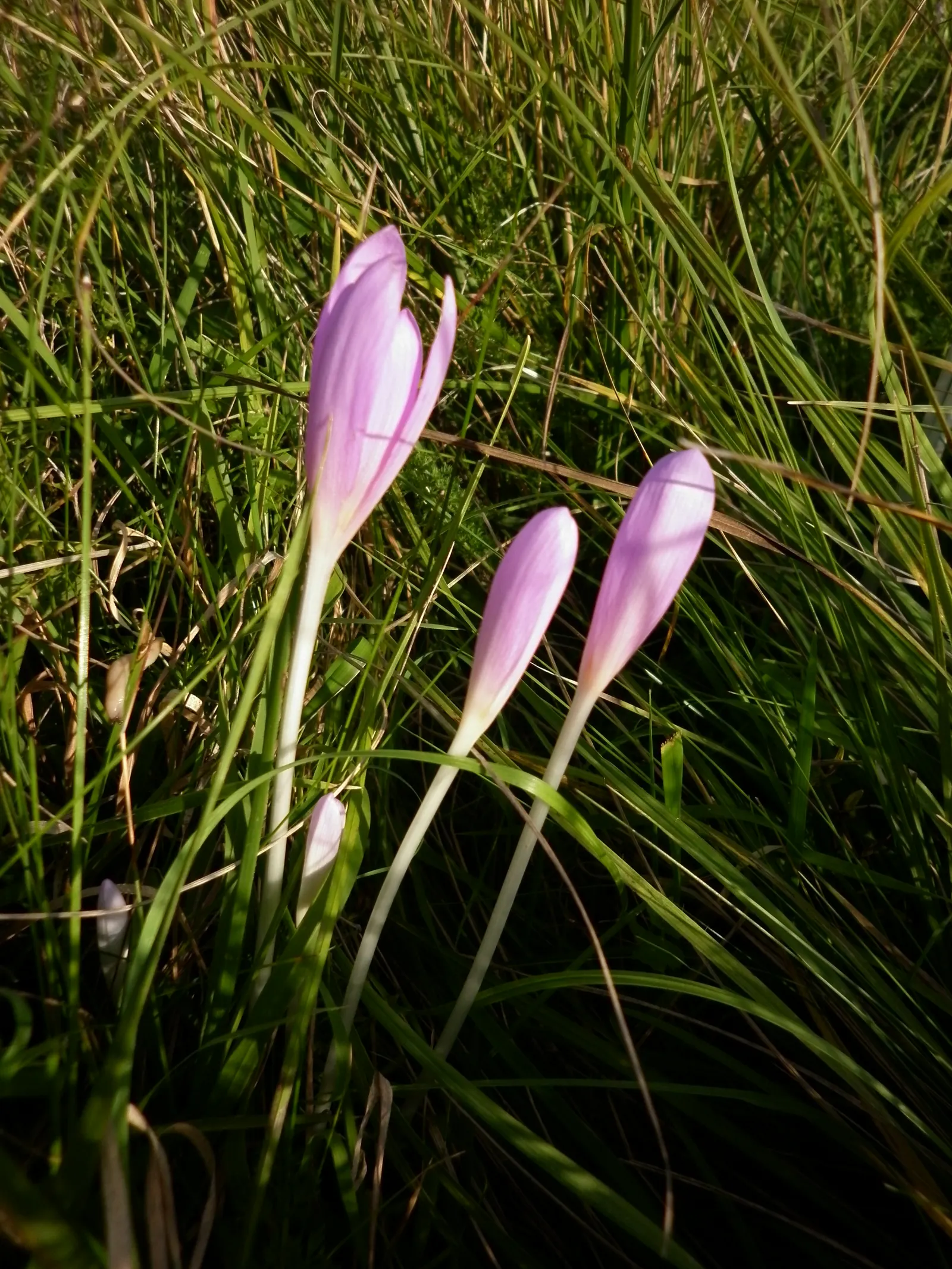 Meadow Saffron (Colchicum Speciosum) — cup-shaped flowers can reach up to 4 inches in height; colchicum speciosum can be a stunning and resilient, image 137
