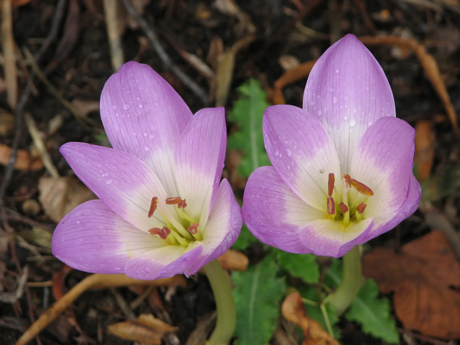 Meadow Saffron (Colchicum Speciosum) — Caution: all plant parts are toxic; goblet-shaped flowers up to 6 inches tall, image 95