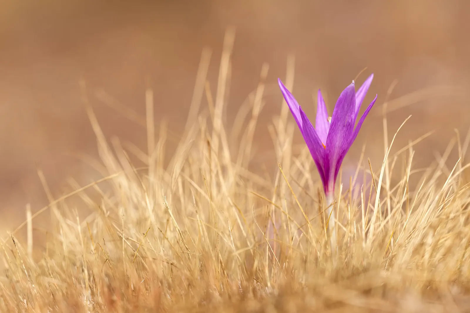 Meadow Saffron (Colchicum Speciosum) — When incorporating Meadow Saffron in a landscape design, consider planting in clusters for maximum impact