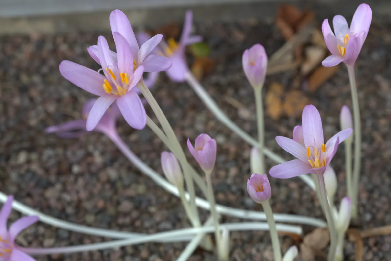 Meadow Saffron (Colchicum Speciosum) — Colchicum speciosum can be a stunning and resilient addition to any garden; bulb with purple blooms