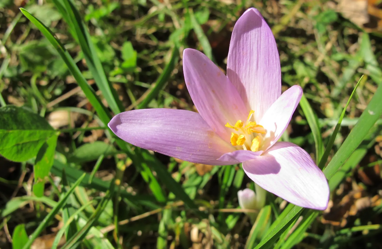 Meadow Saffron (Colchicum Speciosum) — Thriving in USDA zones 4-8, it requires moist, well-drained soil and partial shade; however, avoid, image 124