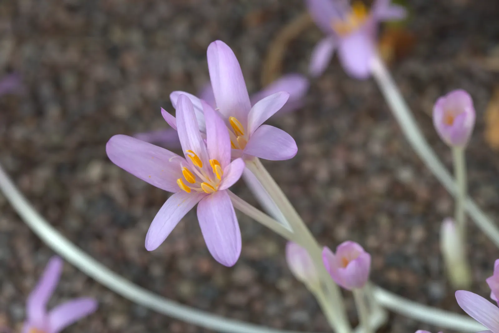 Meadow Saffron (Colchicum Speciosum) — ideal for naturalizing in grassy areas or planting in borders and rock gardens; this makes it perfect for, image 67