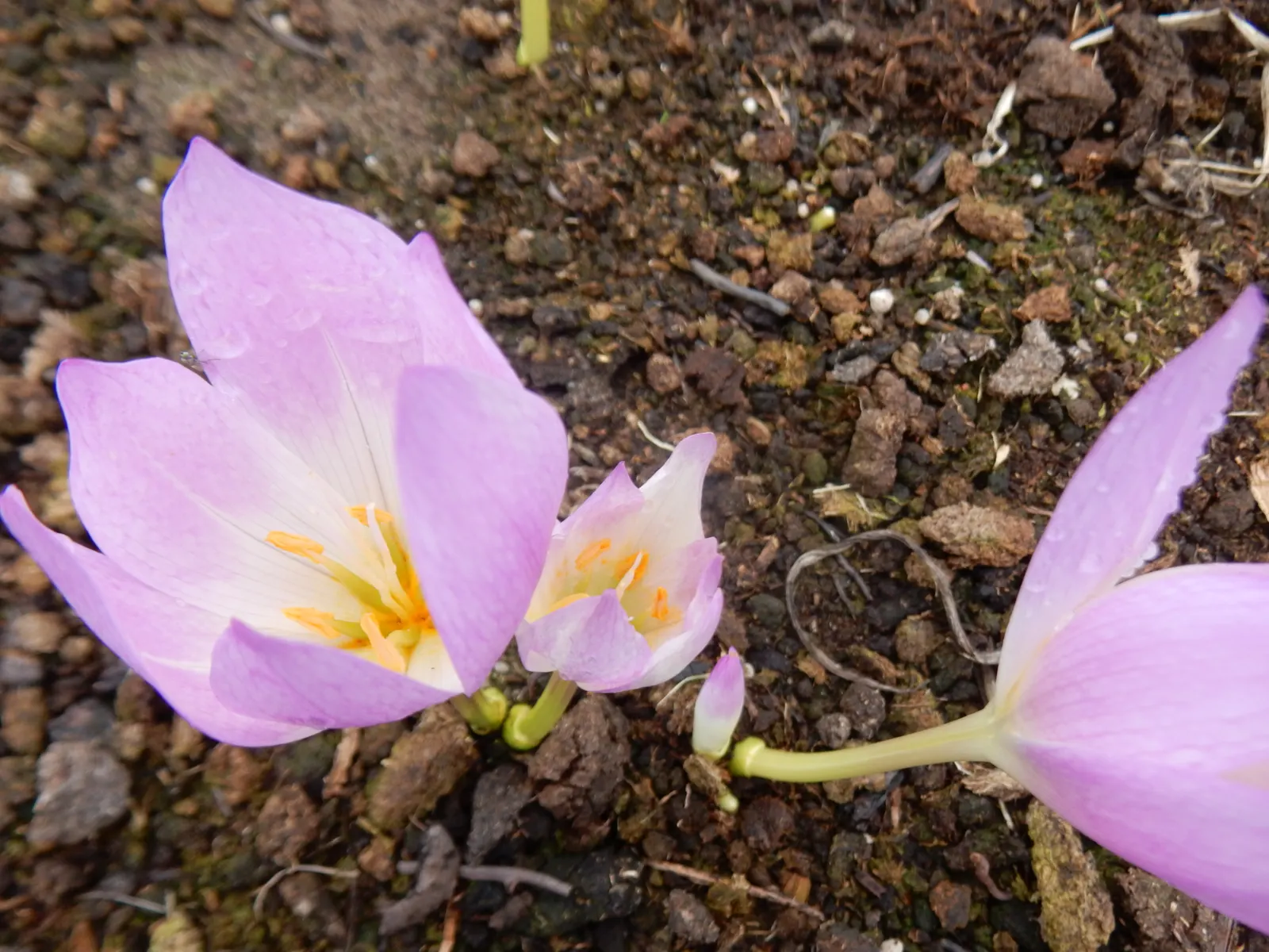 Meadow Saffron (Colchicum Speciosum) — this captivating plant is commonly known for its crocus-like flowers that emerge in fall; bulb for full or, image 69