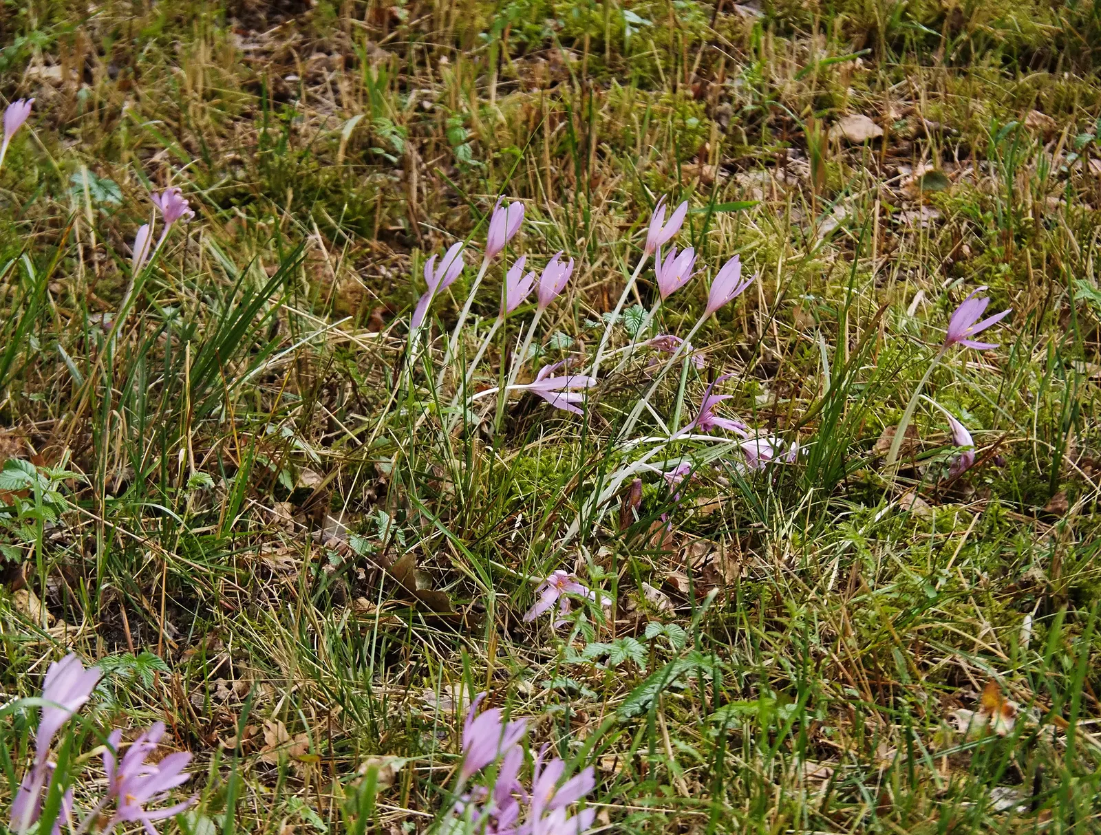 Meadow Saffron (Colchicum Speciosum) — offering a delightful surprise when much of the landscape is preparing for the quiet of winter; its autumnal, image 117
