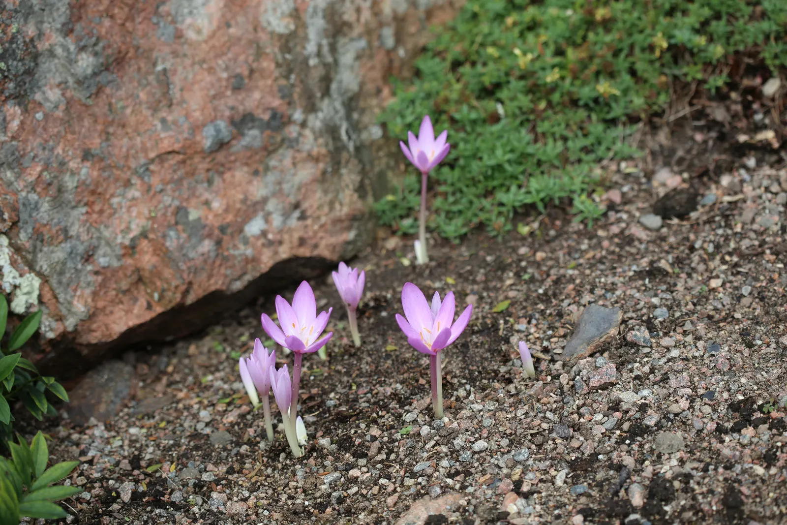 Meadow Saffron (Colchicum Speciosum) — fertile soil with a neutral to slightly alkaline pH; caution: all plant parts are toxic, image 74