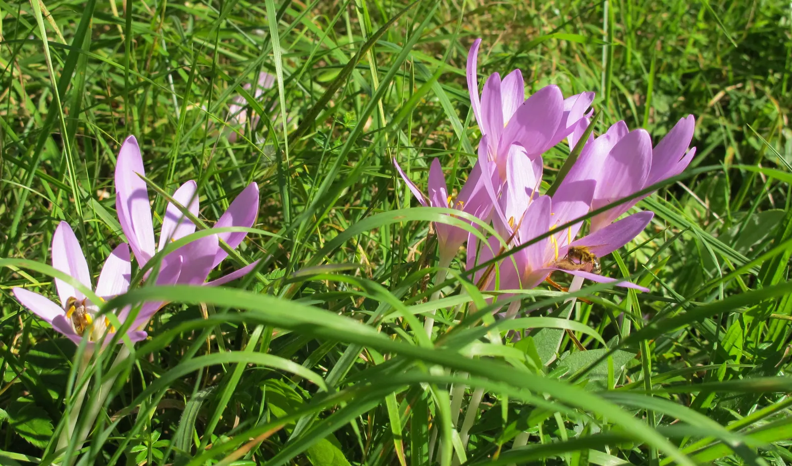 Meadow Saffron (Colchicum Speciosum) — cup-shaped flowers can reach up to 4 inches in height; colchicum speciosum can be a stunning and resilient addition to