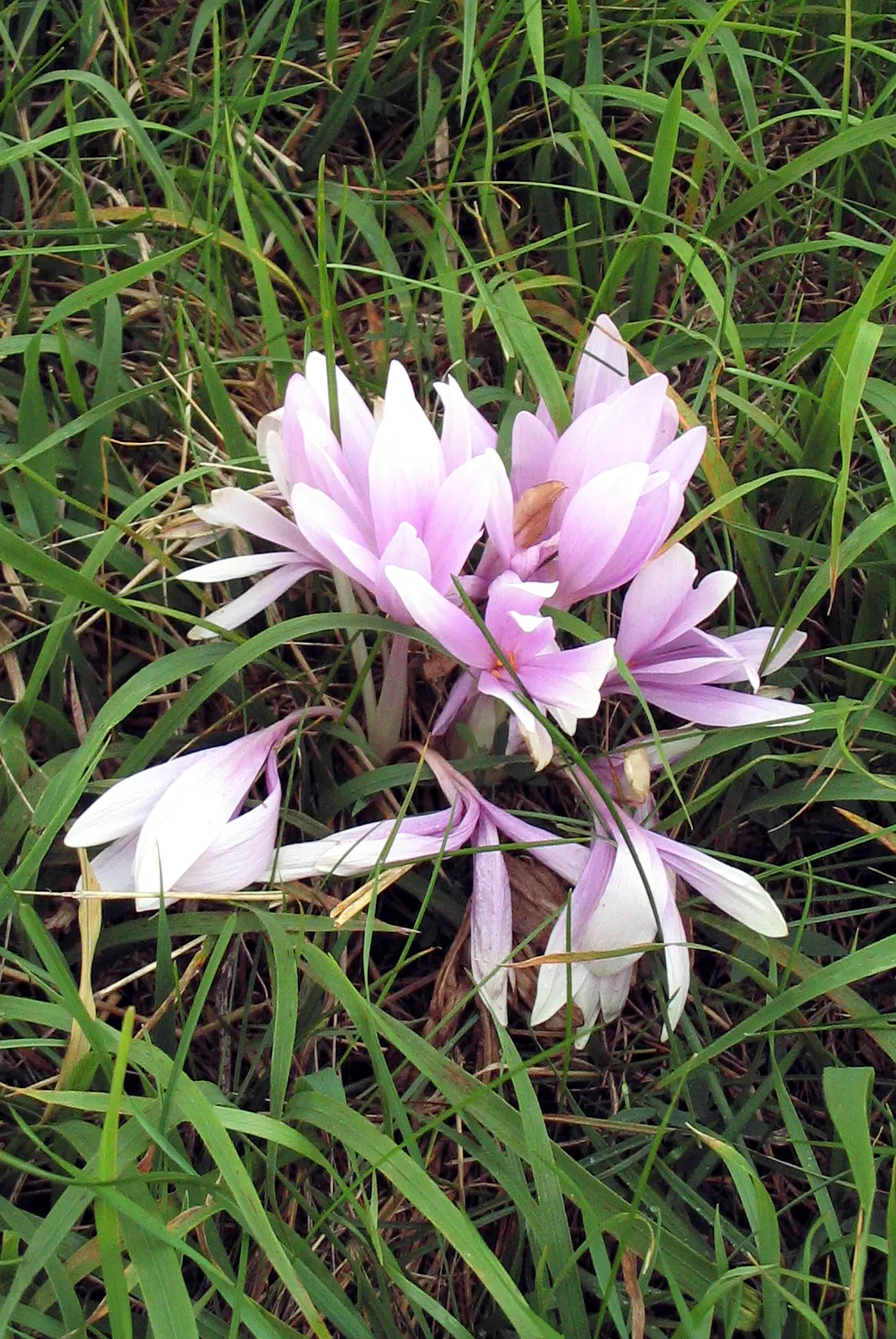Meadow Saffron (Colchicum Speciosum) — offering a delightful surprise when much of the landscape is preparing for the quiet of winter; its autumnal, image 87