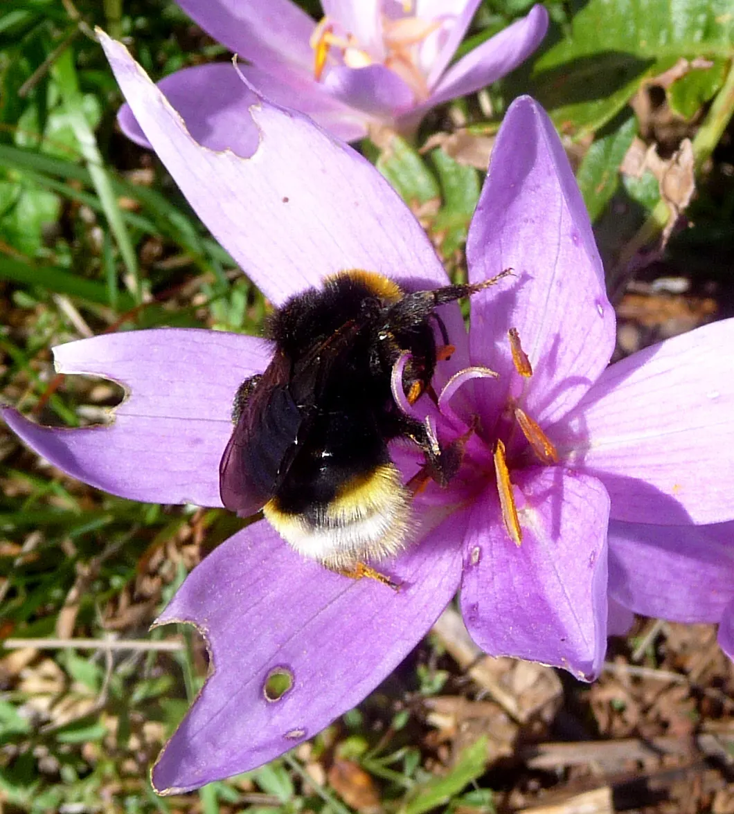 Meadow Saffron (Colchicum Speciosum) — A member of the Colchicaceae family; ensure adequate moisture during the growing season, image 128