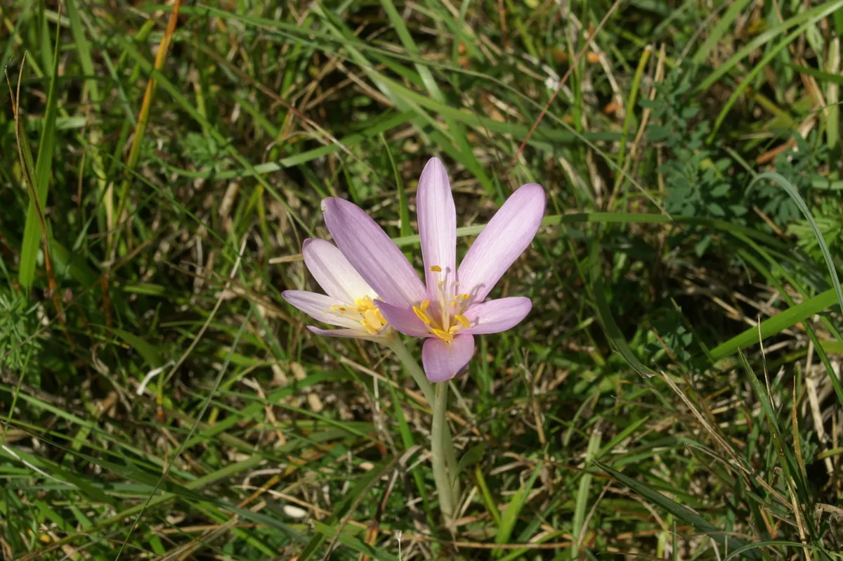 Meadow Saffron (Colchicum Speciosum) — presenting a bold statement in the fall garden; appearing before its strappy green leaves in spring, image 138