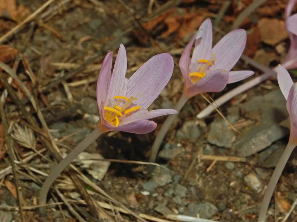 Meadow Saffron (Colchicum Speciosum) — Colchicum speciosum can be a stunning and resilient addition to any garden; bulb with purple blooms, image 116