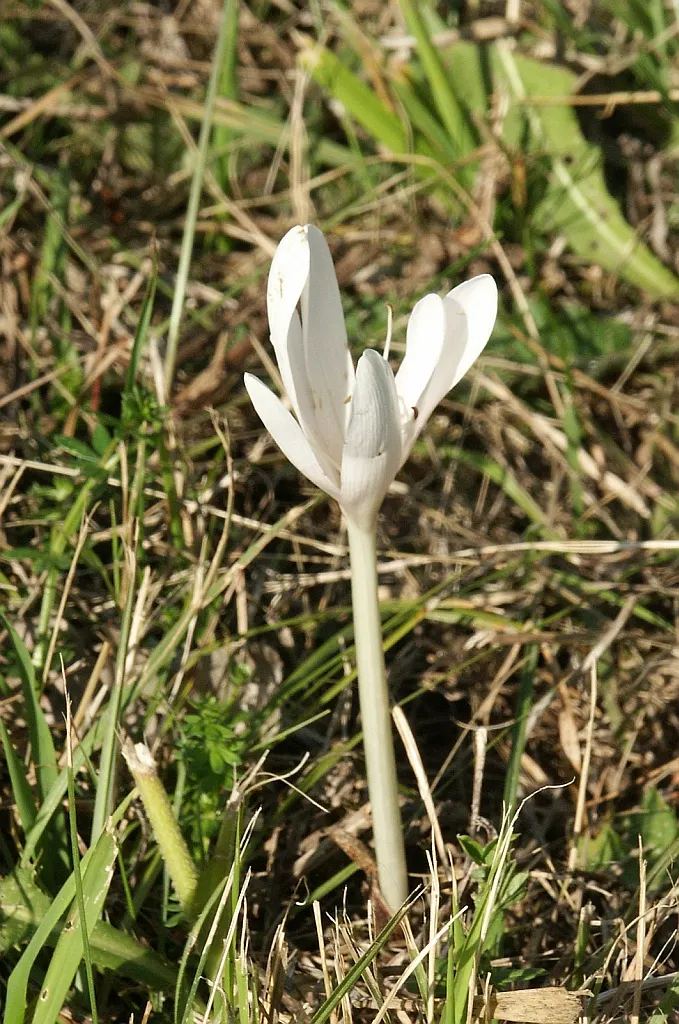 Meadow Saffron (Colchicum Speciosum) — This makes it perfect for garden borders or naturalizing in grassy areas; when most other plants are fading, image 106