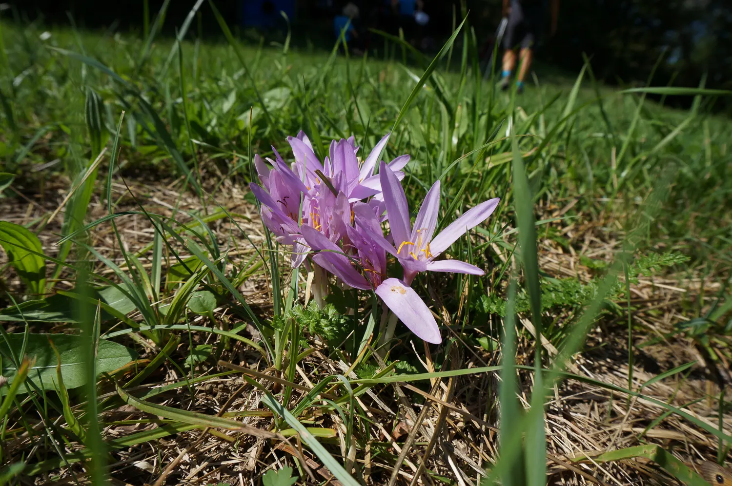 Meadow Saffron (Colchicum Speciosum) — ideal for naturalizing in grassy areas or planting in borders and rock gardens; this makes it perfect for garden borders