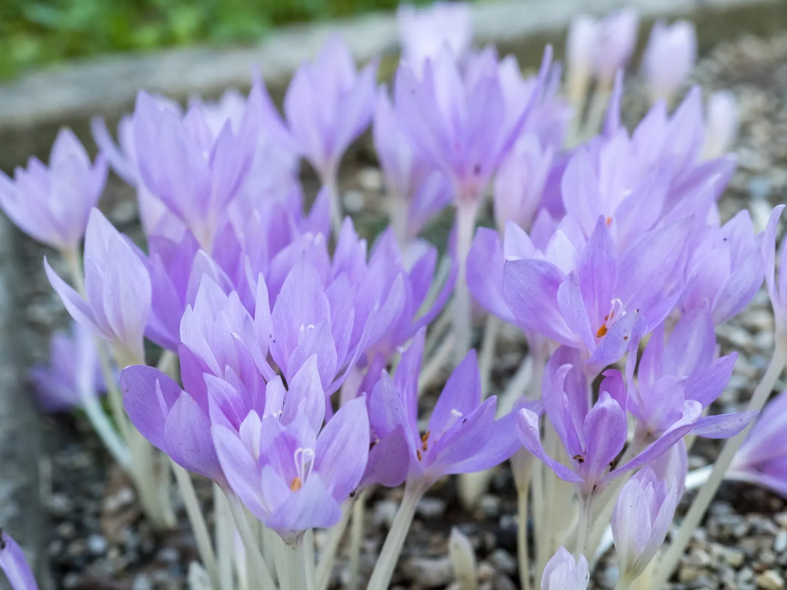 Meadow Saffron (Colchicum Speciosum) — Keep in mind that all parts of this plant are highly toxic if ingested; especially during dry spells, image 81