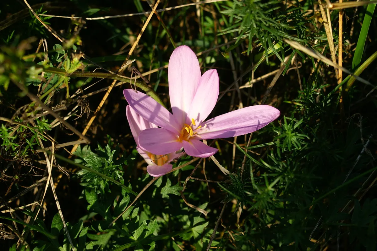 Meadow Saffron (Colchicum Speciosum) — so it should be sited away from children and pets.<br><br>To encourage a healthy display; meadow Saffron, image 112