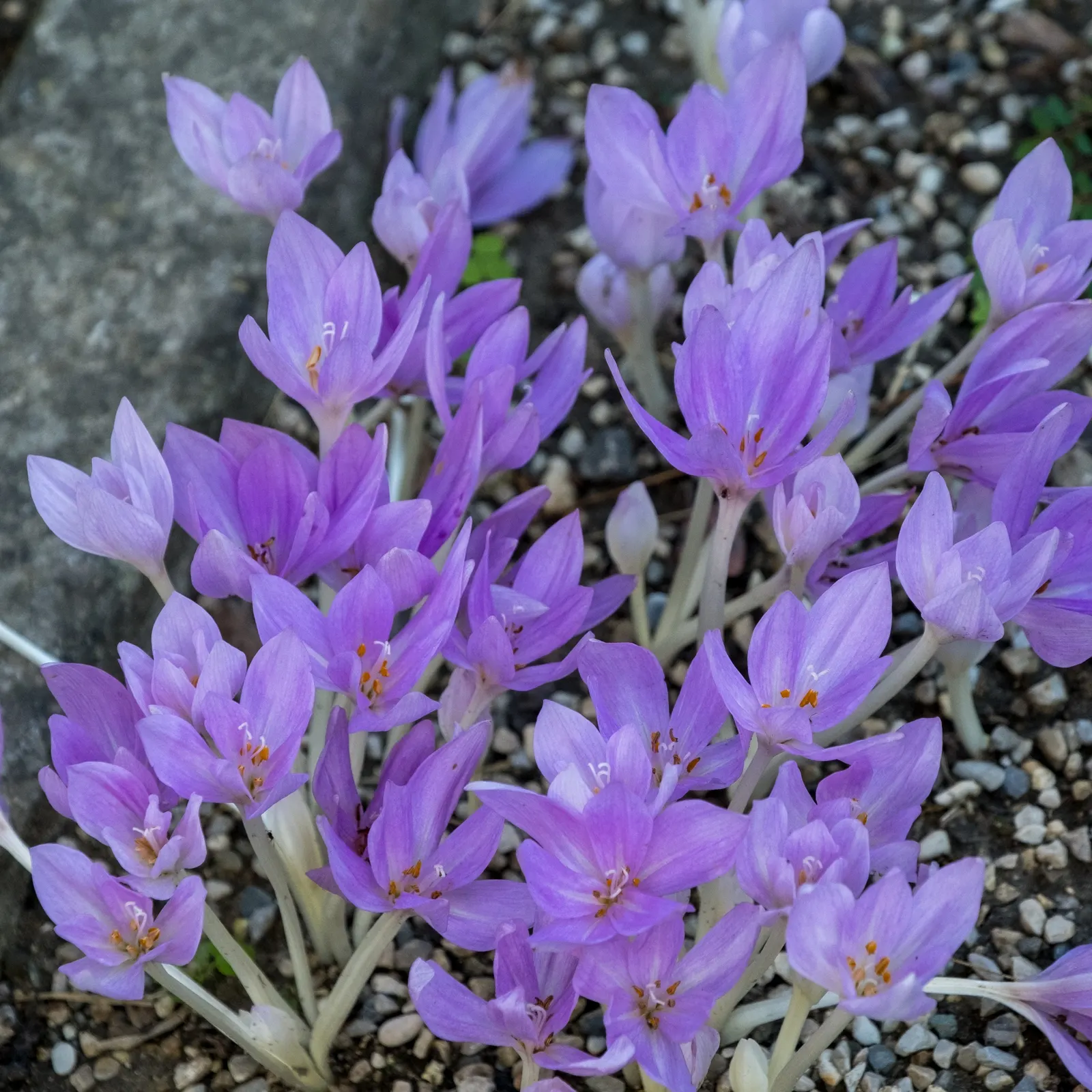 Meadow Saffron (Colchicum Speciosum) — Its autumnal blooms add a unique splash of late-season color; this captivating plant is commonly known for, image 96