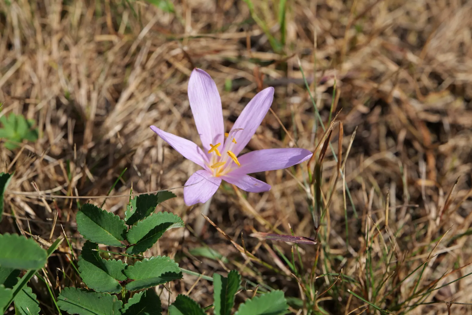 Meadow Saffron (Colchicum Speciosum) — Caution: all plant parts are toxic; goblet-shaped flowers up to 6 inches tall