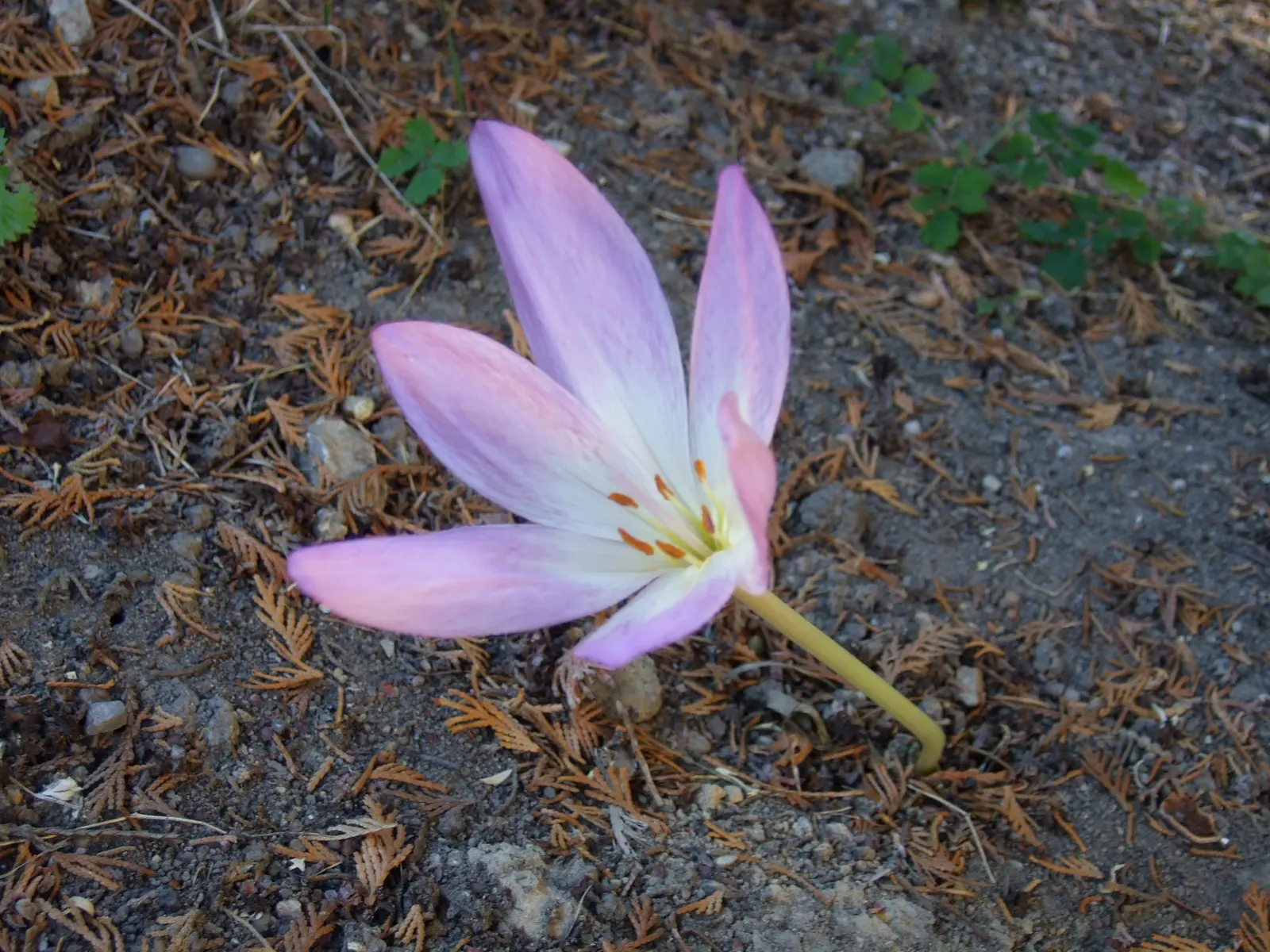 Meadow Saffron (Colchicum Speciosum) — only to die back before the flowering season.<br><br>Growing to a height of about 6 to 10 inches; fertile, image 71