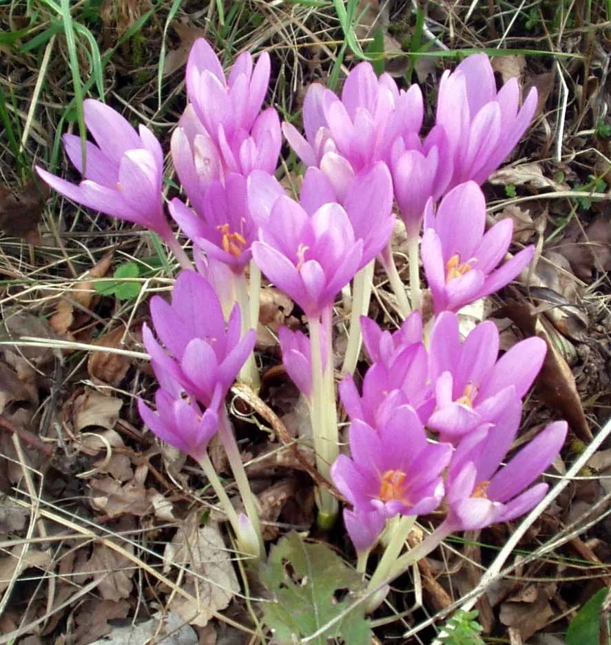 Meadow Saffron (Colchicum Speciosum) — purple flowers in the garden; the Meadow Saffron appreciates well-drained, image 88