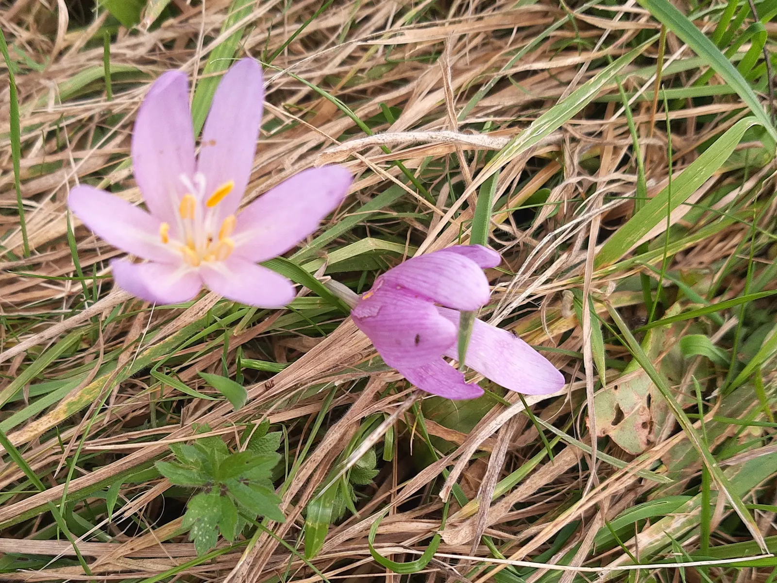 Meadow Saffron (Colchicum Speciosum) — the Meadow Saffron appreciates well-drained; purple flowers in the garden, image 103